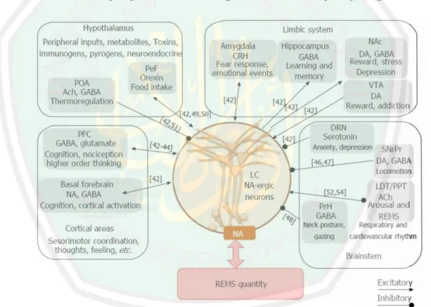 Gambar 2.2 Ilustrasi Skematik Input ke Neuron Lokus Coeruleus  	