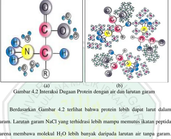 Gambar 4.2 Interaksi Dugaan Protein dengan air dan larutan garam