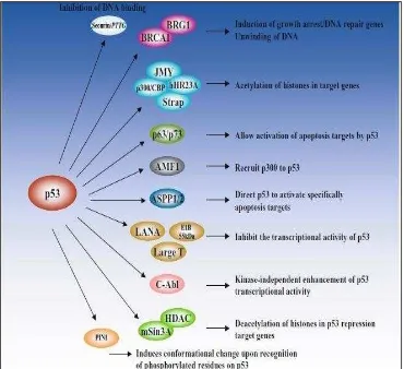 Gambar 2.4  skema protein p53 ( Zanbeeti,2005). 