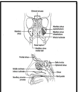Gambar 2.1  Anatomi dari kavum nasi dan sinus paranasal 