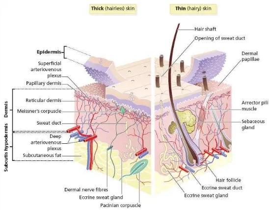 Gambar 2.1. Diagram tiga dimensi kulit, meliputi folikel rambut.19 