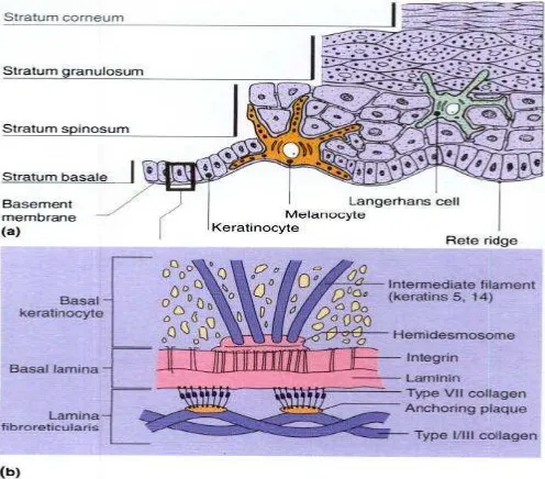 Gambar 2.3. Anatomi lapisan epidermis potongan melintang. (a) Lapisan epidermis dan struktur lainnya