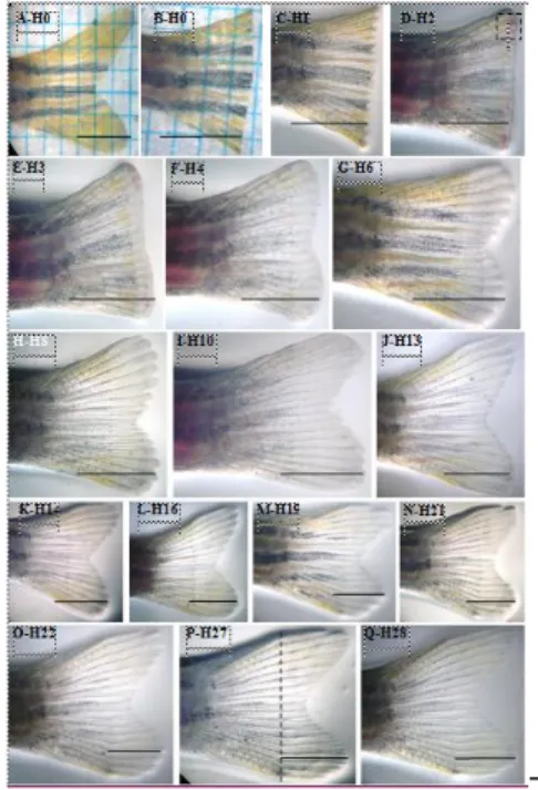 Gambar 1. Proses regenerasi sirip ekor ikan zebra  dengan arah pemotongan vertikal. Diamati  dengan mikroskop stereo (dissecting microscope) 