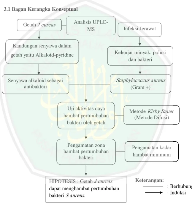 Gambar 3.1 bagan kerangka konseptual 