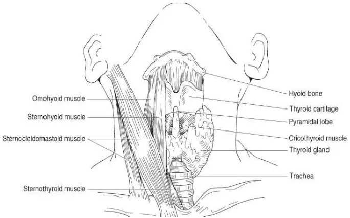 Gambar 1. Anatomi Kelenjar Tiroid.10 