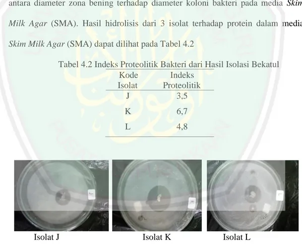 Tabel 4.2 Indeks Proteolitik Bakteri dari Hasil Isolasi Bekatul  Kode  Isolat  Indeks  Proteolitik  J  3,5  K  6,7  L  4,8 