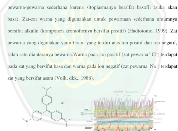 Gambar  4.3Ikatan  Ionikantara  Kristal  Violet  dengan  Sel  Bakteri  (Talaro,  2005) 