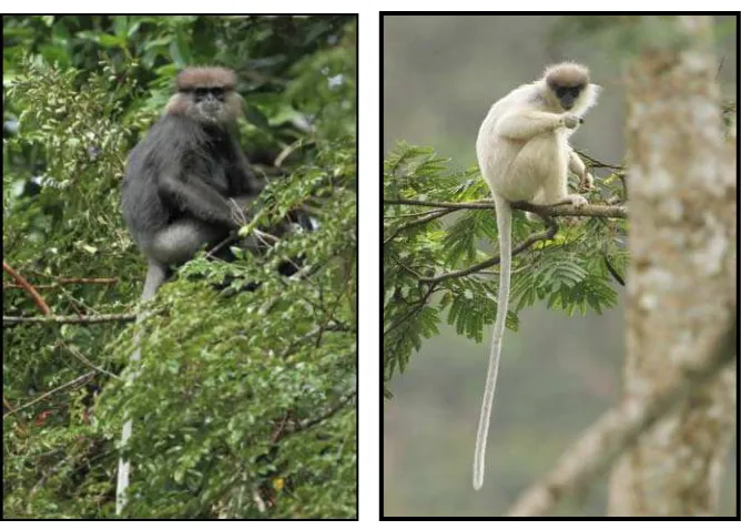 Fig. 1 Semnopithecus vetulus vetulus Black colour morph