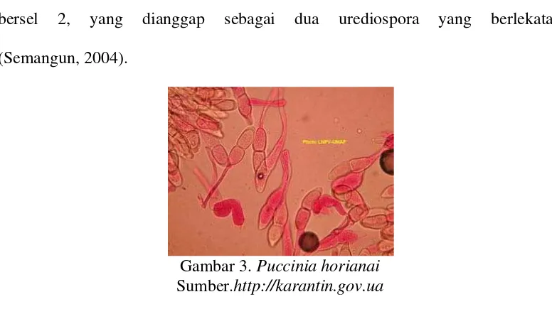 Gambar 3. Puccinia horianai Sumber.http://karantin.gov.ua 