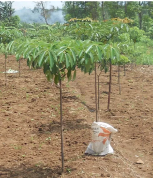 Gambar 2. Tanaman pulai darat umur 12 bulan di Wonogiri Figure 2. Alstonia angustiloba plantation at 12 months in Wonogiri