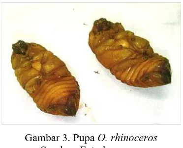 Gambar 2. Larva O. rhinoceros Sumber: Foto langsung 