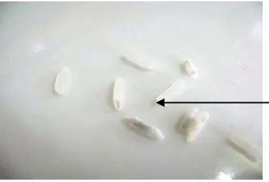 Gambar 1: Telur, Larva, Pupa S. Oryzae L. Sumber: Foto Langsung 