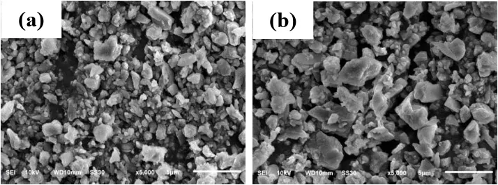 Fig. 6 SEM Micrograph of NRL films modified alkanolamide (1% wt): (a) Drying Time of 15 min; (b) Drying Time of 30 min 