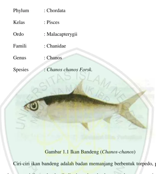 Gambar 1.1 Ikan Bandeng (Chanos-chanos) 