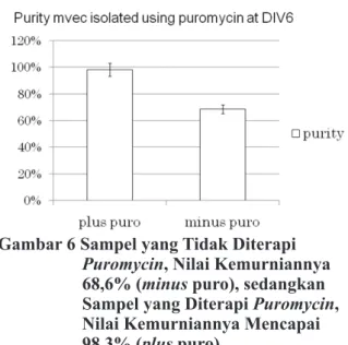 Gambar 6 Sampel yang Tidak Diterapi  Puromycin, Nilai Kemurniannya  68,6% (minus puro), sedangkan  Sampel yang Diterapi Puromycin,  Nilai Kemurniannya Mencapai  98,3% (plus puro)