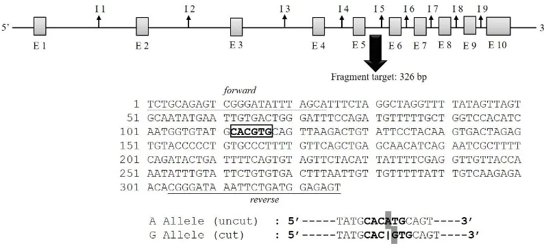 Figure 1. Fragment target of the g.2248G>A GH locus located in intron 3, and resulted the A and G allele