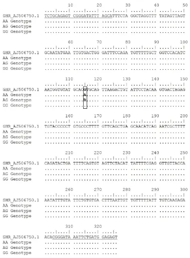 Figure 6. Partial intron 5 nucleotide sequence of chicken GHR gene. Underline shows forward and reverse primer annealing posi-tions; bold shows Eco72I restriction sites; box shows g.565G>A GHR SNP target (GenBank accession number: AJ506750.1).