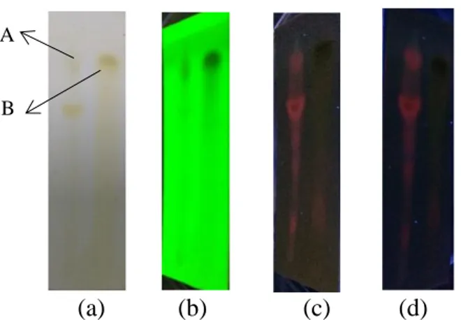 Gambar 1. Hasil KLT ekstrak daun sirsak, A menandakan  bercak senyawa flavonoid pada ekstrak dan B  menandakan quercetin yang dilihat pada sinar tampak (a), UV 254  (b), UV 366  (c), UV 366   dengan sitroborat (d) 