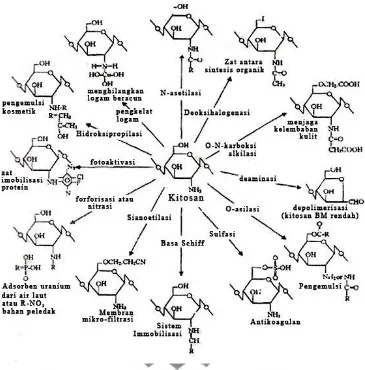 Gambar 3. Skema modifikasi kimia dari kitosan (Kaban, 2009)  
