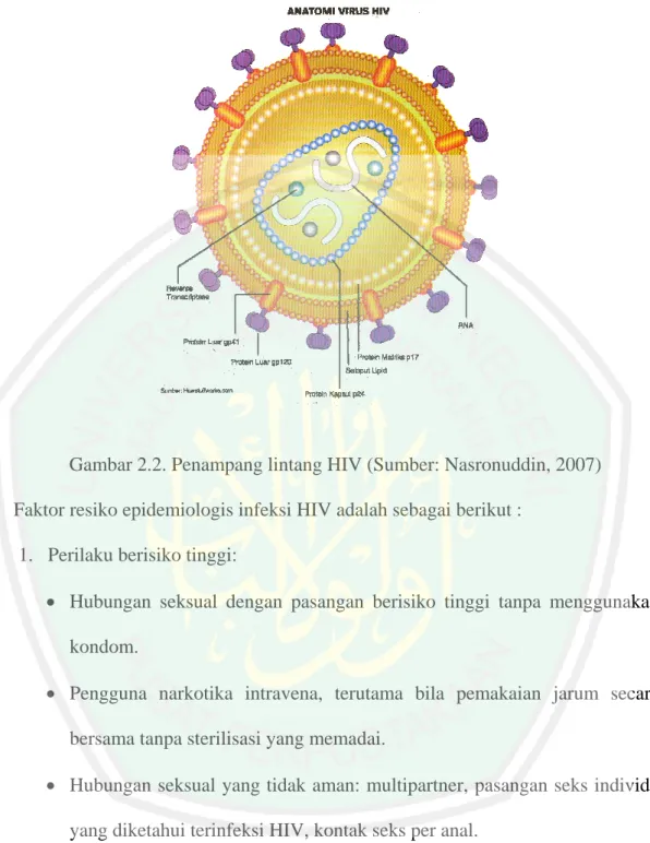 Gambar 2.2. Penampang lintang HIV (Sumber: Nasronuddin, 2007)  Faktor resiko epidemiologis infeksi HIV adalah sebagai berikut : 