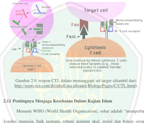 Gambar 2.9. respon CTL dalam menanggapi sel target (diambil dari: 