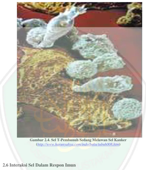Gambar 2.4. Sel T-Pembunuh Sedang Melawan Sel Kanker   (http://www.harunyahya.com/indo/buku/tubuh008.htm) 
