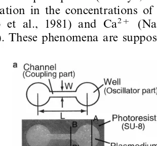 Fig. 1. Microstructure for coupled plasmodial oscillators. (a)Two-oscillator system. (b) Cross section of A–ACross section of B–B� in (a)