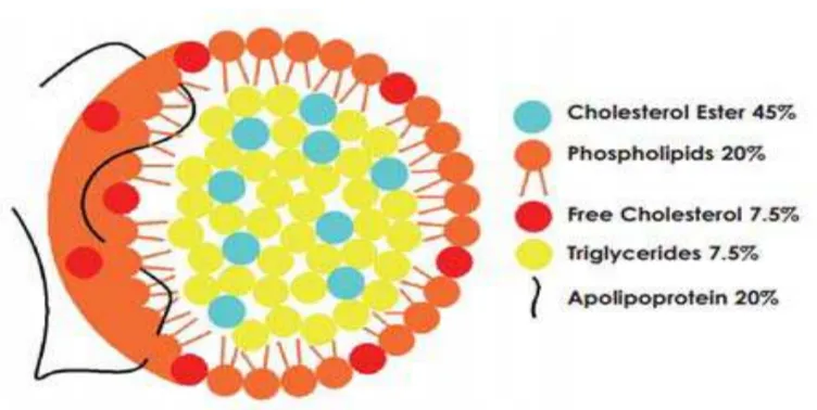 Gambar 2.3 Struktur Lipoprotein (Randox Laboratories, 2007) 