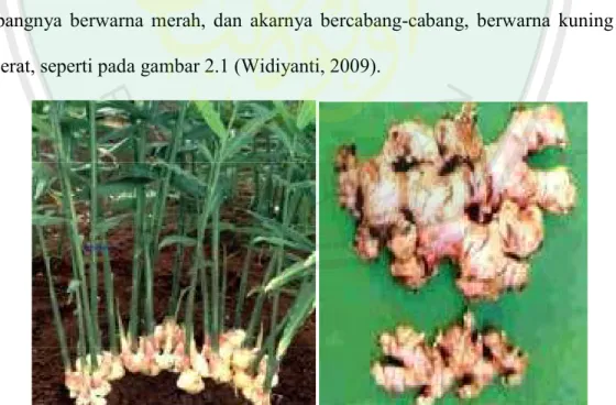 Gambar 2.1 Tanaman jahe merah (Zingiber officinale Rosc) dan Rimpang jahe merah (Zingiber  officinale Rosc) (Gatingningsih, 2008)