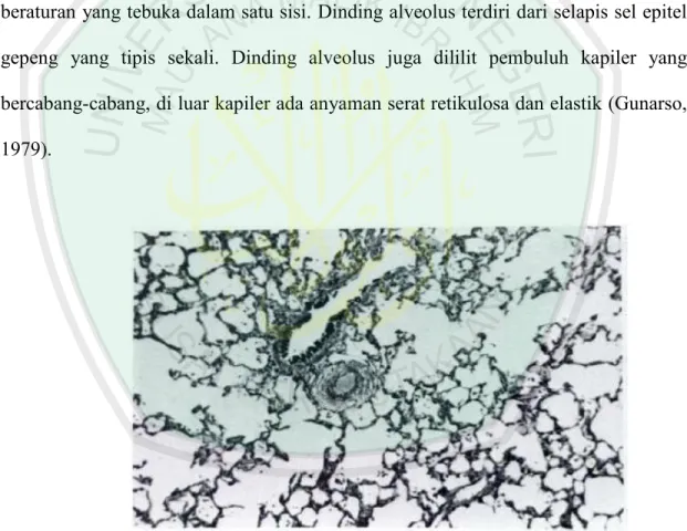 Gambar 2.3 kantong-kantong alveoli (Fletcher, 1997) 