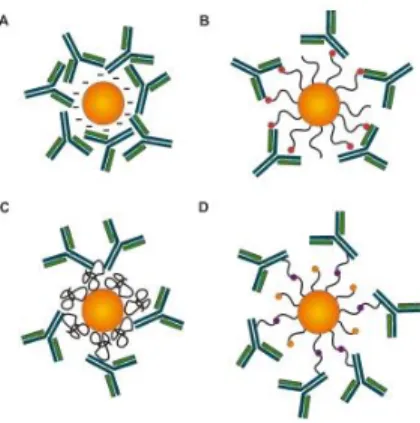 Gambar  6.  Representasi  skematis  dan  strategi  umum  untuk  menghubungkan  antibodi  dengan  AuNP  (a)  Adsorpsi  antibodi  melalui  interaksi  elektrostatik, hidrofobik dan Van der Waals