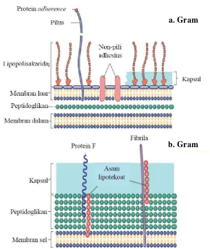 Gambar 2.1 Struktur dinding sel bakteri Gram negatif (a) dan  bakteri Gram positif (b)(Sumber: Kumar,et al., 2005) 