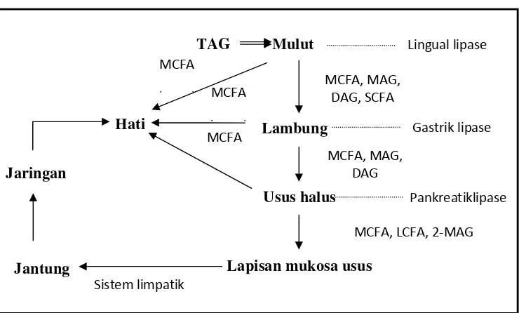 Gambar 2.4  Metabolisme dan transportasi triasilgliserol pada manusia                       (Sumber: Willis, et al., 1998)  