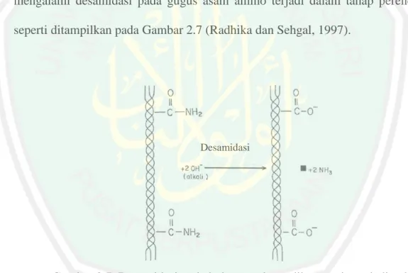 Gambar 2.7  Desamidasi pada kolagen selama dikonversi menjadi gelatin  (Radhika dan Sehgal, 1997) 