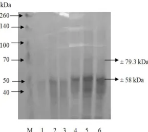 Gambar 8. Hasil elektroforegram enzim CDH yang diisolasi dari T.versicolor; (M) adalah marker, (1)  sampel hari ke-4, (2) sampel hari ke-5, (3) sampel hari ke-6, (4) sampel hari ke-7, (5)  sampel hari ke-10, dan (6) sampel hari ke-11