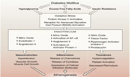 Gambar 2.2 . Proses Aterogenesis Pada Diabetes Mellitus ( sumber: Beckman 