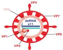 Gambar 13. Komponen Virion dari Rotavirus. Hanya 4 dari 60 spikes VP4 yang 