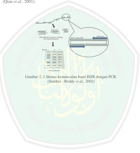 Gambar 2. 2 Skema kemunculan band ISSR dengan PCR. 