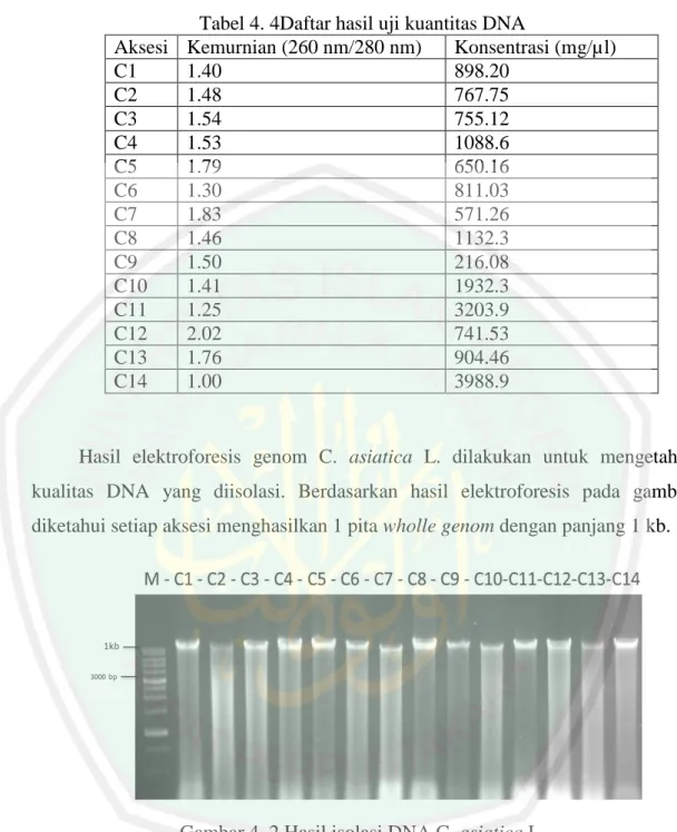 Gambar 4. 2 Hasil isolasi DNA C. asiatica L. 