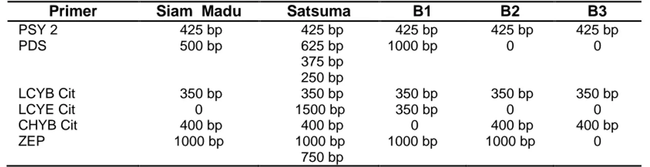 Tabel 2 Hasil Skoring Pita DNA Siam Madu X Satsuma 