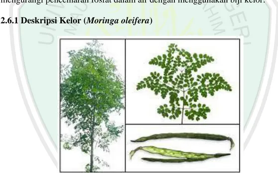 Gambar 2.3 Pohon, daun, dan buah kelor (Moringa oleifera) (Marcu, 2013). 