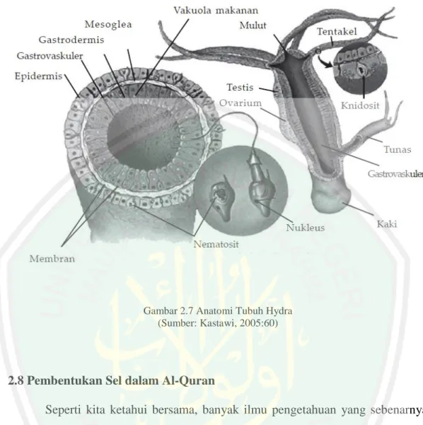 Gambar 2.7 Anatomi Tubuh Hydra  (Sumber: Kastawi, 2005:60)