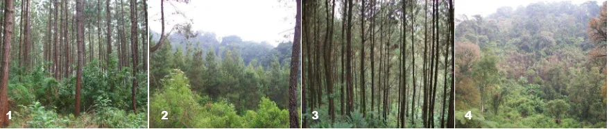 Gambar (Figure) 8. Kondisi vegetasi habitat macan tutul jawa di lansekap hutan tanaman pinus: 1