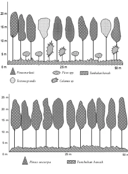 Gambar (Figure) 7. Diagram profil hutan tanaman Pinus merkusii umur 20 tahun di RPH Pesahangan, KPH Banyumas Barat (Profile diagram of 20 year-old Pinus merkusii plantation in RPH Pesahangan, West Banyumas Managament Unit) 
