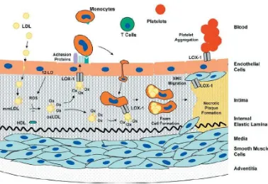 Gambar 2. Partisipasi LOX-1 dan OxLDL pada terbentuknya lesi aterosklerosis (Dunn, et al., 2008)