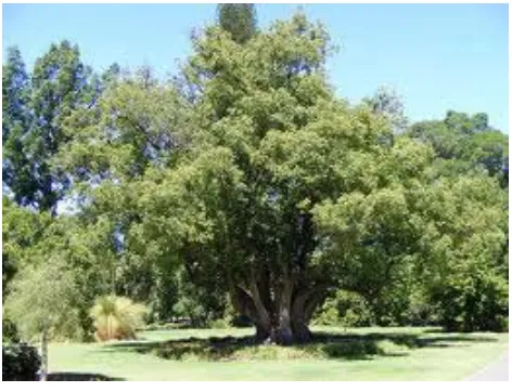 Gambar 2.4 Pohon Kapur 