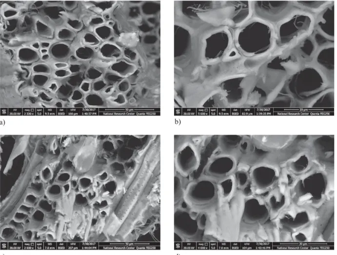 Figure 5 SEM micrographs of J. nigra samples treated with O. majorana oil, a, b - treated by spraying; c, d - treated by  immersion
