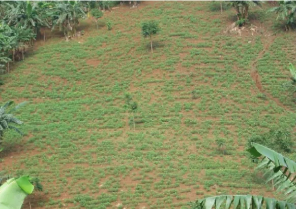 Gambar (Figure) 2. Lahan garapan yang ditanami kacang tanah (Land use peanut growing) 