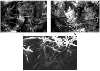 Figure 3 shows the surface morphology of cellulose, alpha cellulose and MCC using SEM.