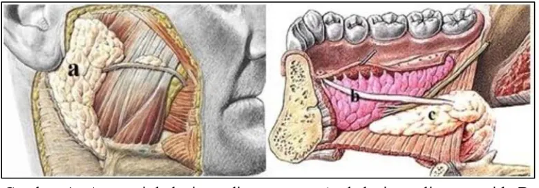 Gambar 1. Anatomi kelenjar saliva mayor. A. kelenjar saliva parotid. B. kelenjar saliva submandibula